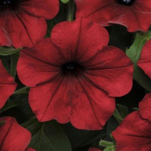 Tidal Wave Red Velour